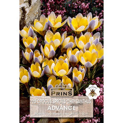 Crocus 'Advance' (20 bulbs) image 0
