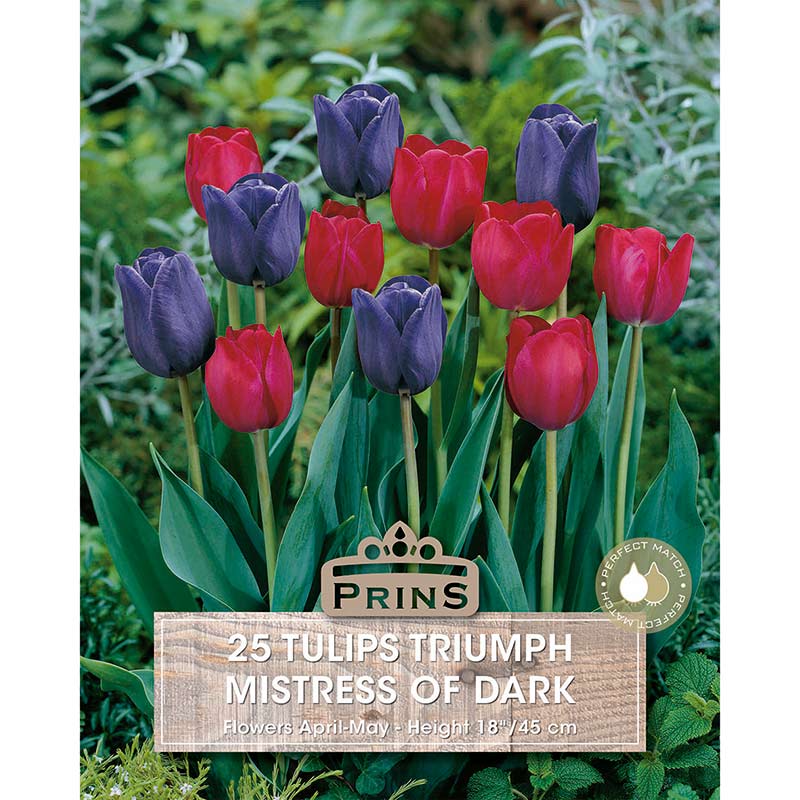 Tulips ‘Mistress of Dark’ (25 Bulbs) image 0
