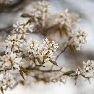 Amelanchier alnifolia 'Obelisk' (10-Litre Pot) image 0