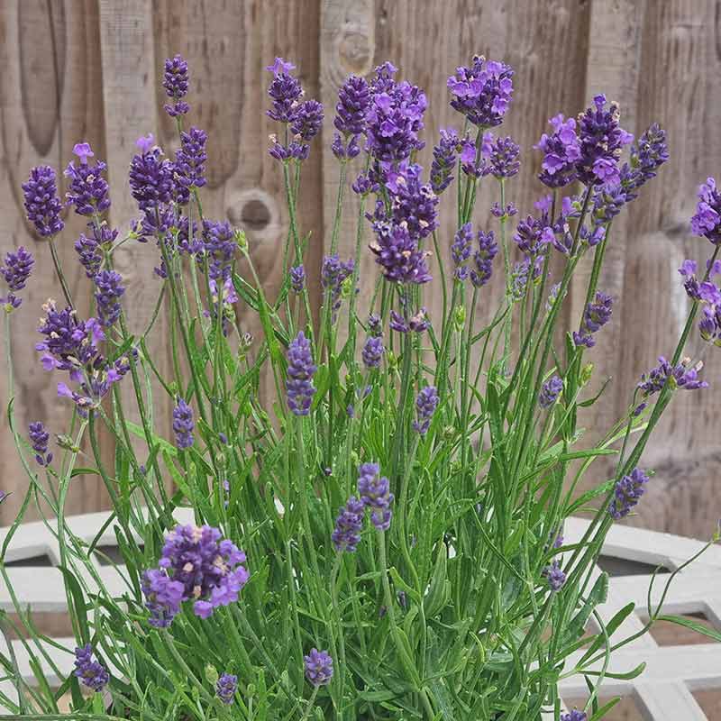 Lavandula Hidcote Improved ‘Essence Purple’ (2-Litre Pot) image 0