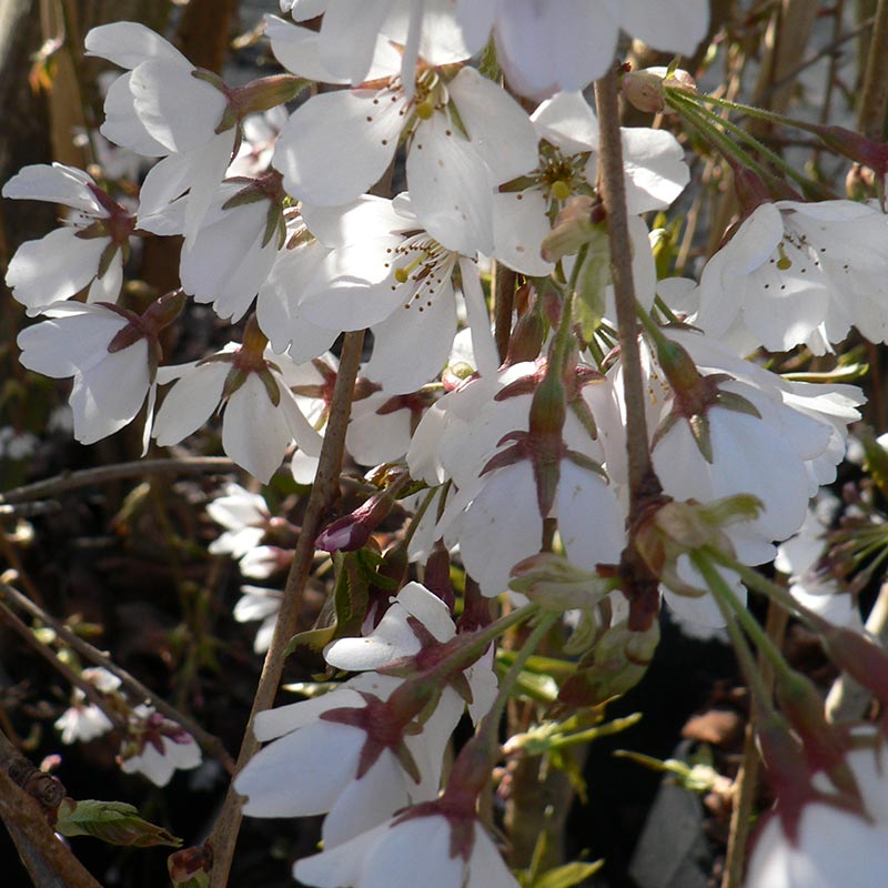 Prunus x yedoensis ‘Shidare-yoshino’ Cherry Blossom Tree (12-Litre Pot) image 0