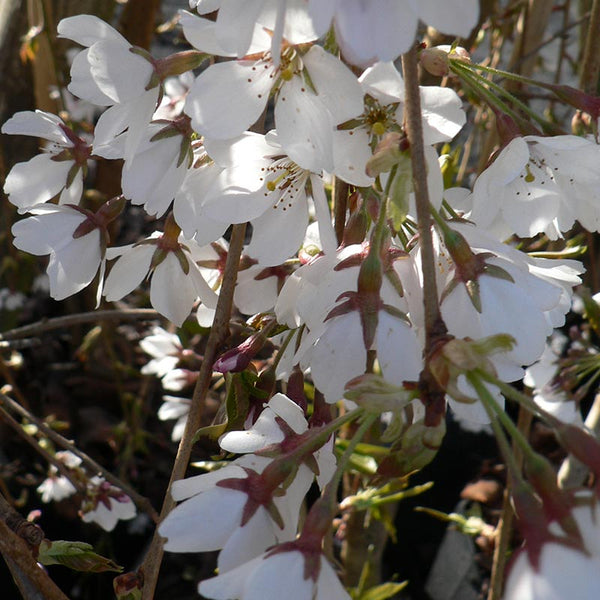 Prunus x yedoensis ‘Shidare-yoshino’ Cherry Blossom Tree (12-Litre Pot) image 0