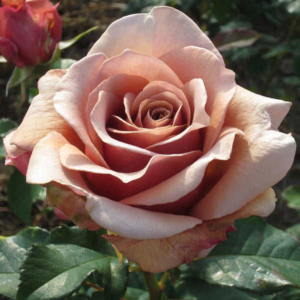 Whartons Roses ‘Mocha-Rosa’ Hybrid Tea Shrub Rose (3-Litre Pot) image 0