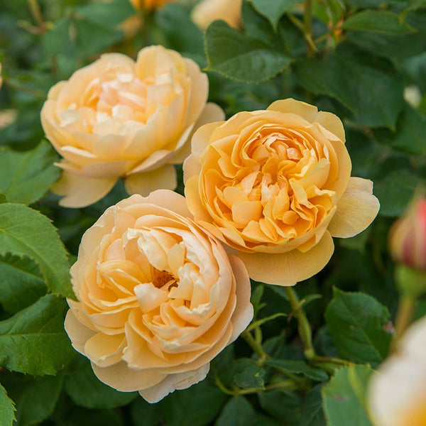 David Austin Roald Dahl® English Shrub Rose (6-Litre Pot) image 4