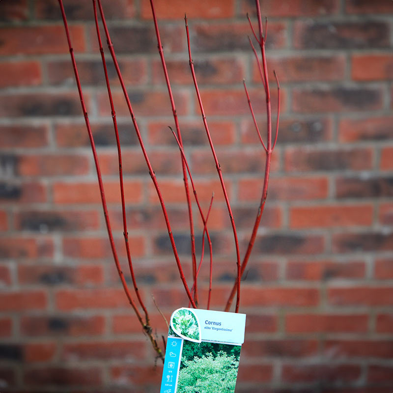 Cornus alba 'Elegantissima' (3 litre pot) image 0