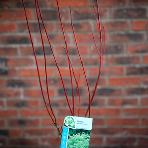 Cornus alba 'Elegantissima' (3 litre pot) image 1