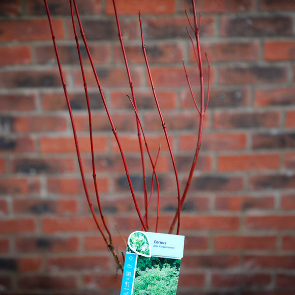 Cornus alba 'Elegantissima' (3 litre pot) image 1