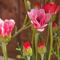 Rhodanthemum ‘Zagora Pink’ (3-Litre Pot) image 0