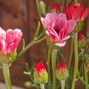 Rhodanthemum ‘Zagora Pink’ (3-Litre Pot) image 0