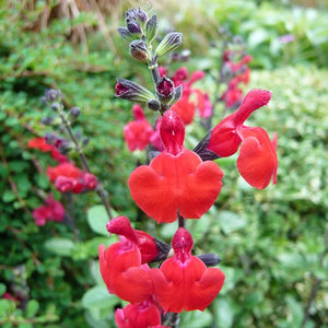 Salvia 'Royal Bumble' image 0