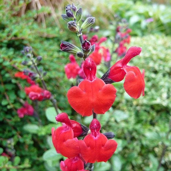 Salvia 'Royal Bumble' image 0