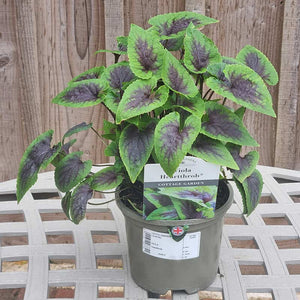 Viola ‘Heartthrob’ (1.5-Litre Pot) image 0