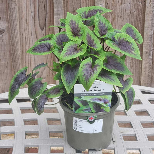 Viola ‘Heartthrob’ (1.5-Litre Pot) image 0