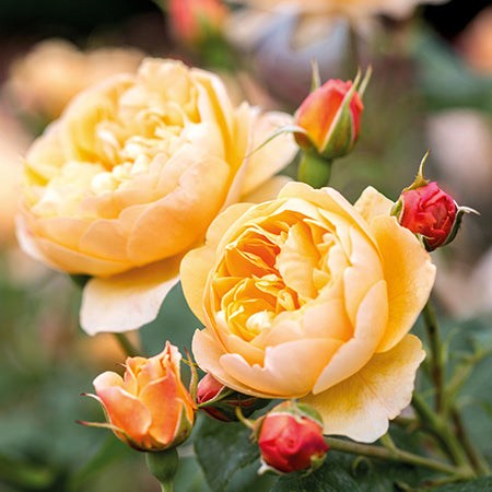 David Austin Roald Dahl® English Shrub Rose (6-Litre Pot) image 0