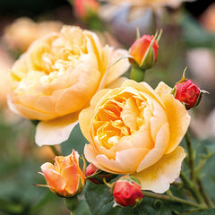 David Austin Roald Dahl® English Shrub Rose (6-Litre Pot) image 0
