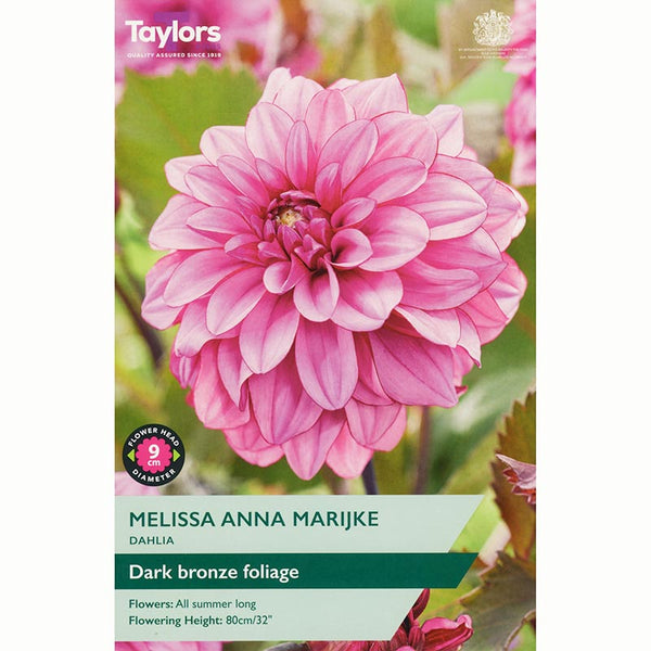 Dahlia ‘Melissa Anna Marijke’ with Vibrant Pink Flowers (1 Tuber) image 0