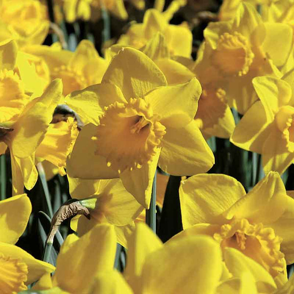 Narcissus 'Carlton' Daffodils (1.5kg Carri-Pack) image 1