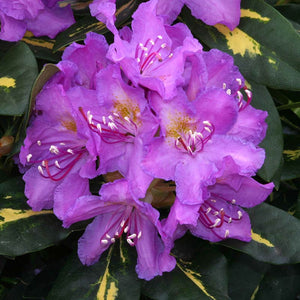 Rhododendron ‘Goldflimmer’ (7.5-Litre Pot) image 0