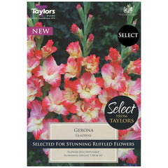 Gladioli 'Gerona' (18 bulbs) image 0