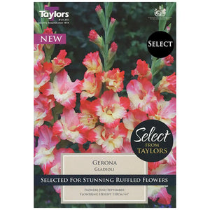 Gladioli 'Gerona' (18 bulbs) image 0