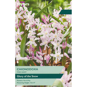 Chionodoxa ‘Pink Giant’ (12 Bulbs) image 0