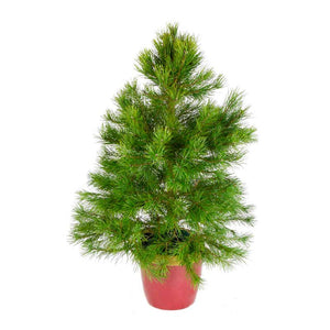 Needlefresh Scots Pine Pot Grown Christmas Tree image 0