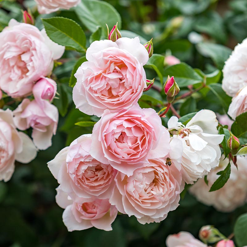 David Austin The Generous Gardener® English Climbing Rose (6-Litre Pot) image 0