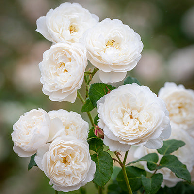 David Austin William and Catherine® English Shrub Rose (6-Litre Pot) image 3