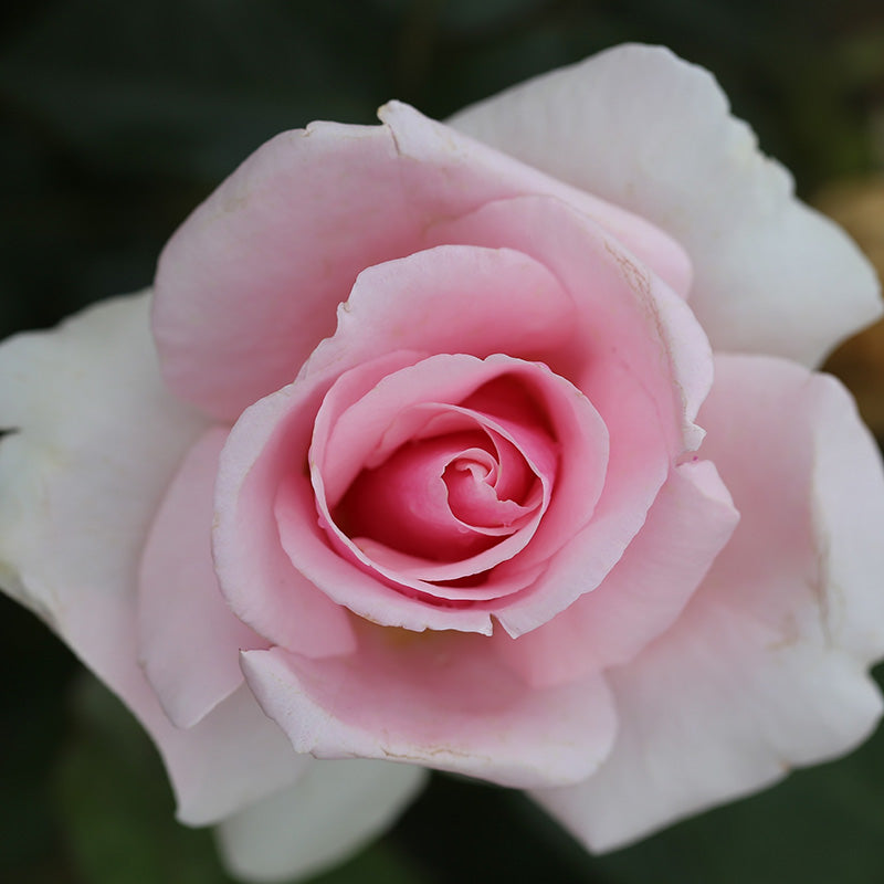 Whartons Roses ‘Let There Be Love’ Floribunda Bush Rose (3-Litre Pot) image 0