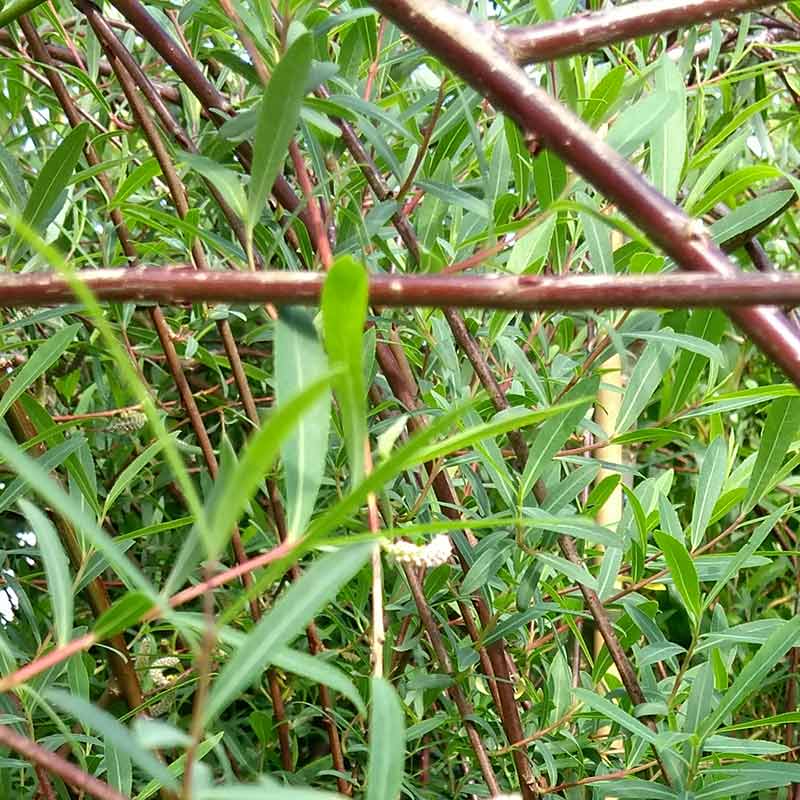 Salix purpurea ‘Pendula’ Tree (Weeping Purple Willow) (12-Litre Pot) image 0