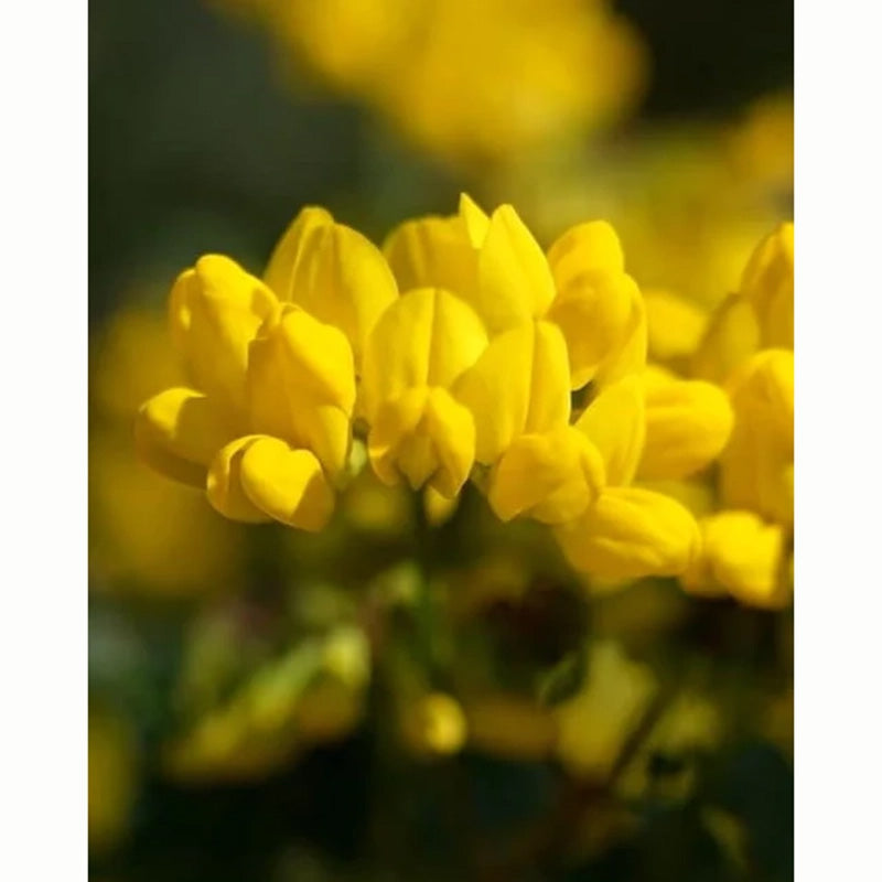 Bird’s Foot Trefoil Wild Flower Seeds (1 Packet) image 0
