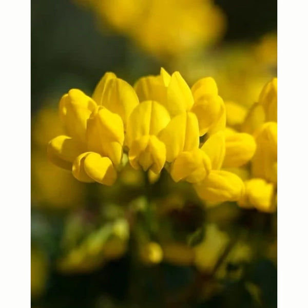 Bird’s Foot Trefoil Wild Flower Seeds (1 Packet) image 0