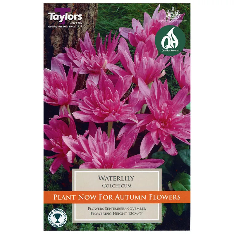 Colchicum 'Waterlily' (1 bulb) image 0