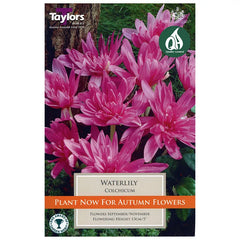 Colchicum 'Waterlily' (1 bulb) image 0
