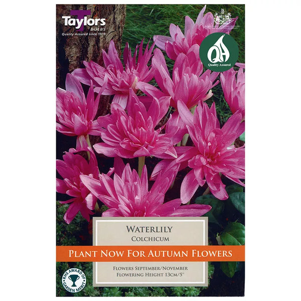Colchicum 'Waterlily' (1 bulb) image 0