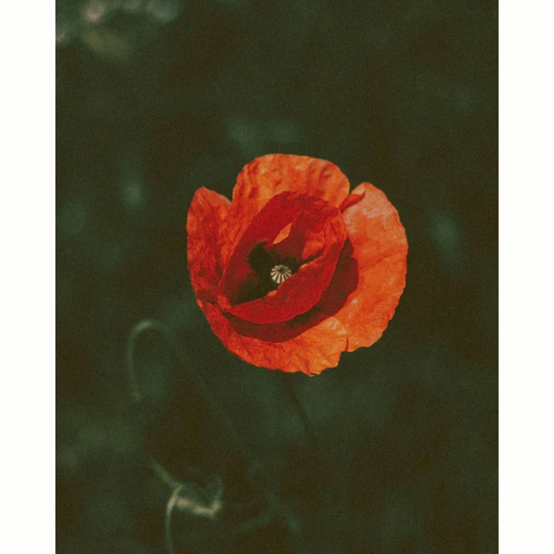 Field Poppy Wild Flower Seeds (1 Packet) image 0