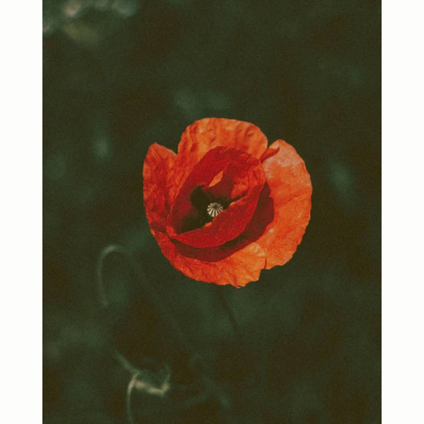 Field Poppy Wild Flower Seeds (1 Packet) image 0