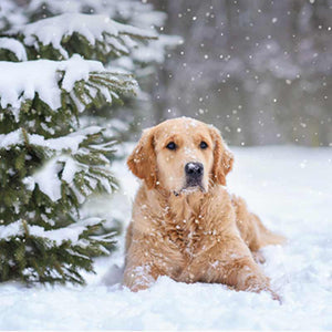 Ling Charity Christmas Cards - Quite Spot (Pack of 6) image 0