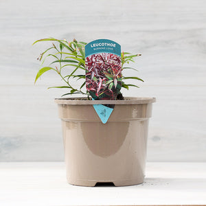 Leucothoe keiskei ‘Burning Love’ (3-Litre Pot) image 0