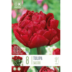 Tulip Double ‘Salcido’ (8 Bulbs) image 0