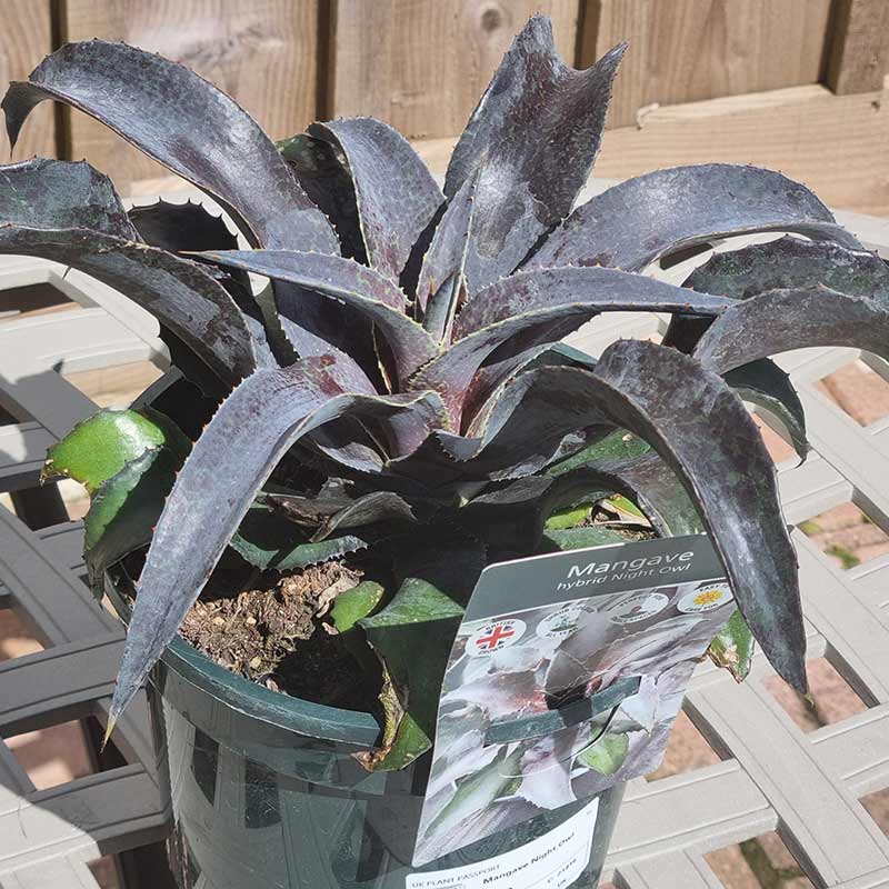 Mangave ‘Night Owl’ (3-Litre Pot) image 0