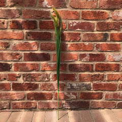 Wild Grass Spray (91cm) image 0
