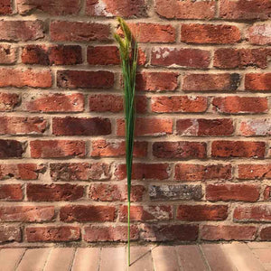 Wild Grass Spray (91cm) image 0