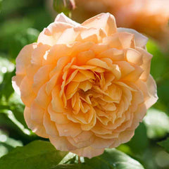 David Austin Grace® English Shrub Rose (6-Litre Pot) image 0