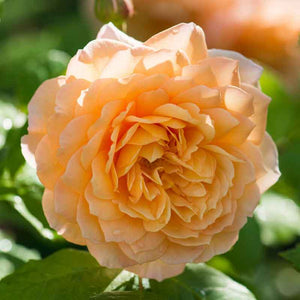 David Austin Grace® English Shrub Rose (6-Litre Pot) image 0