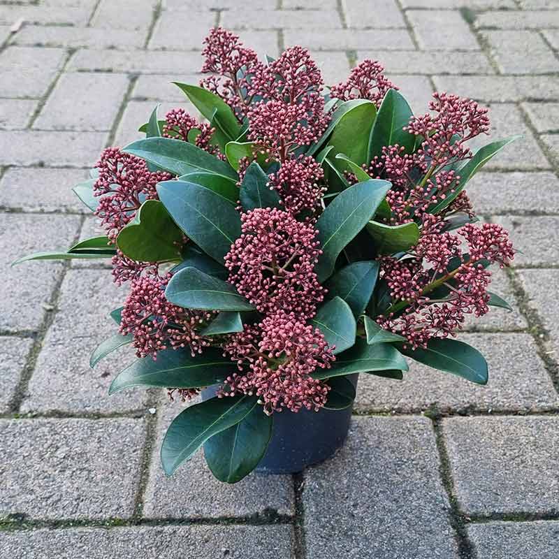 Skimmia japonica ‘Rubella’ (m) (13cm Pot) image 0