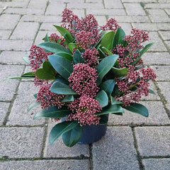 Skimmia japonica ‘Rubella’ (m) (13cm Pot) image 0