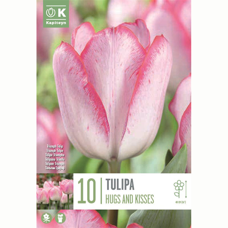 Tulip ‘Hugs and Kisses’ (10 Bulbs) image 0