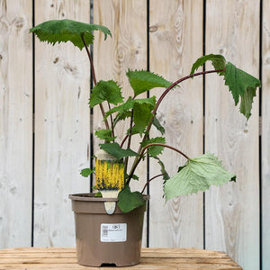 Ligularia 'The Rocket' (3-Litre Pot) image 0