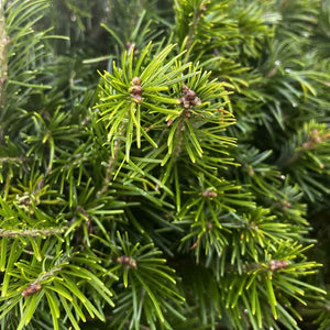 Needlefresh Sibirica Pot Grown Christmas Tree image 3